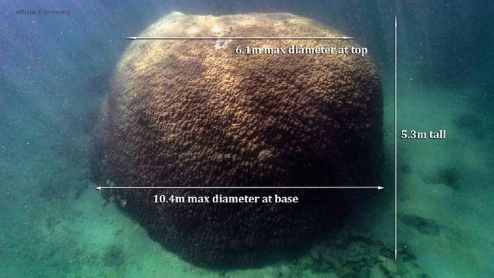 eblue_economy_شاهد اين تم اكتشاف أكبر مرجان في الحاجز المرجاني العظيم
