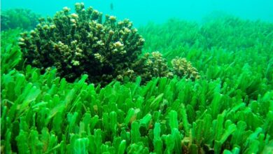 eBlue_economy_فوائد مذهلة للطحالب البحرية تعرف عليها