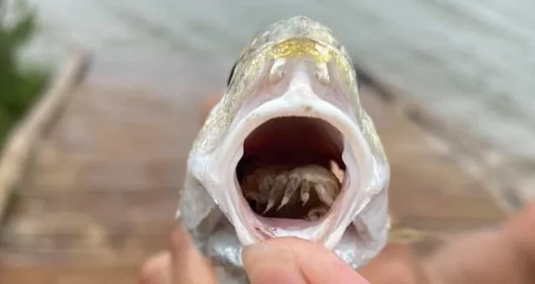eBlue_economy_Horrifying Parasite Masquerading as Fish Tongue Found in Texan State Park