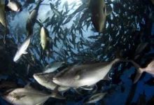 eBlue_economy_NZ leads three-year project to assess offshore aquaculture