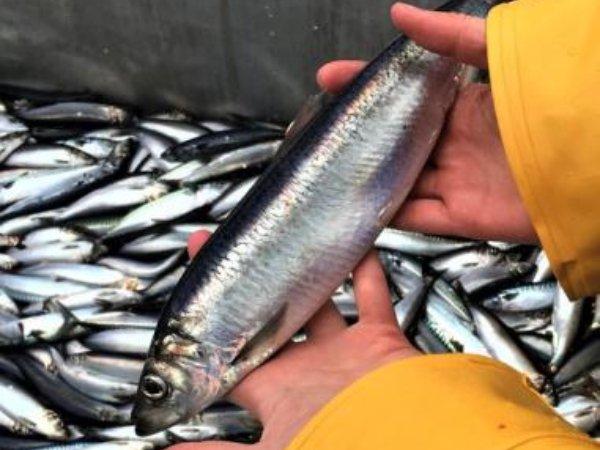 eBlue_economy_Norwegian regulation for NVG herring quota for 2022 set at 454,927 tonnes
