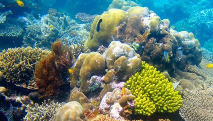 eBlue_economy_استخدام صدف المحار لإنشاء شعب مرجانية من أجل حماية البيئة البحرية في دبي