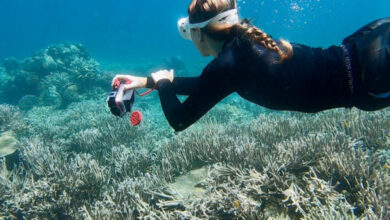 eBlue_economy_Reef-World Launches Green Fins Environmental Best Practice for Snorkeller Poster