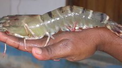 eBlue_economy_Study supports the use of krill meal in farmed shrimp feeds