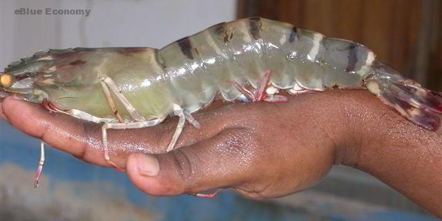 eBlue_economy_Study supports the use of krill meal in farmed shrimp feeds