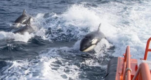eBlue_economy_What damage can an orca _attack cause