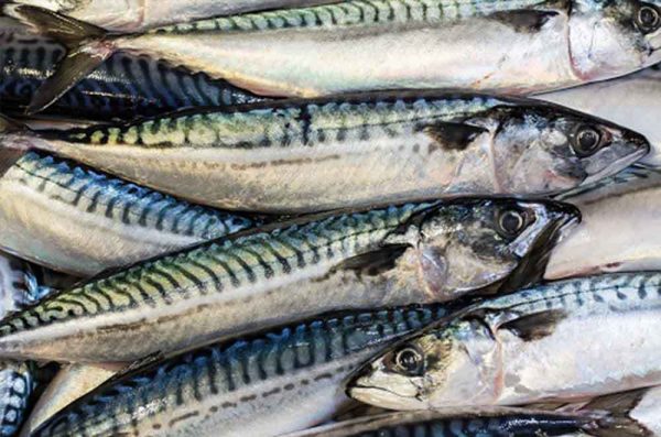 eBlue_economy-ICES advice for Mackerel in Northeast Atlantic and adjacent waters for 2023