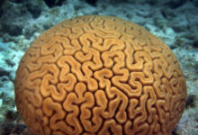 eBlue_economy_Egyptian diver documents_brain coral_ in the waters of the Red Sea
