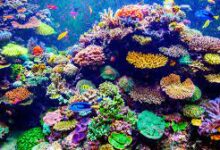 eBlue_economy_Red Sea Coastal Development and Coral Reefs